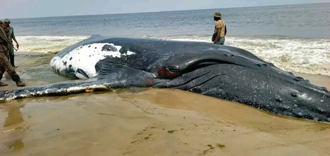 Une baleine échouée à Muanda : comprendre les faits, tirer les leçons et mieux préparer l’avenir